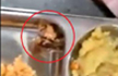 Two auto drivers who put cockroach in food at Indira canteen held